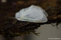 Leucoma salicis