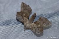 Laothoe populi
