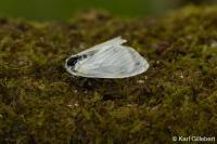 Leucoma salicis