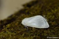 Leucoma salicis