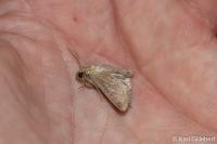 Orthosia cruda