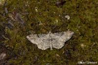 Peribatodes rhomboidaria