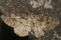 Alcis repandata
