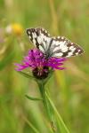 Melanargia galathea