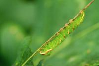 Peridea anceps