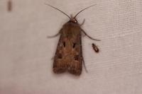 Agrotis exclamationis exclamationis