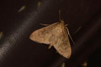 Patania ruralis