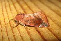 Cosmia pyralina