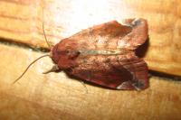 Cosmia pyralina