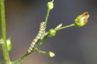 Cucullia scrophulariae