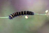 Macrothylacia rubi