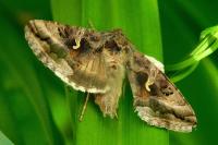Autographa gamma