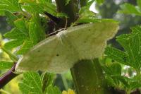 Scopula immutata