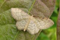 Idaea fuscovenosa