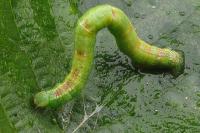 Cabera pusaria