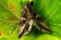 Autographa gamma