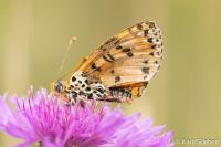 Melitaea didyma