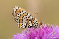 Melitaea didyma