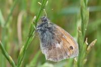 Coenonympha pamphilus