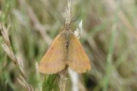 Lythria purpuraria