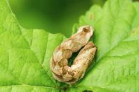 Thyatira batis