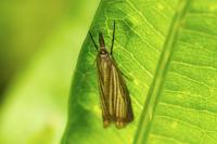 Chrysoteuchia culmella