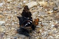 Apatura ilia