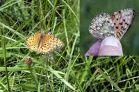 Speyeria aglaja