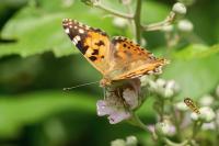 Vanessa cardui