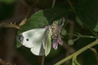 Pieris napi