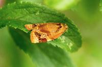 Ditula angustiorana