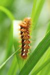 Acronicta rumicis