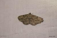 Peribatodes rhomboidaria