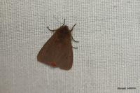 Phragmatobia fuliginosa