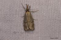 Spiris striata