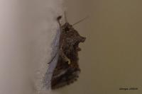 Autographa gamma