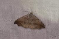 Laspeyria flexula
