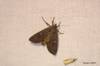 Noctua pronuba