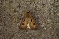 Agrotis exclamationis