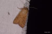 Mythimna vitellina