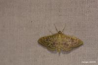 Patania ruralis