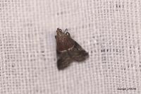 Acrobasis marmorea
