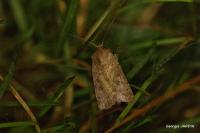 Agrotis cinerea