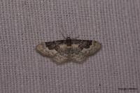 Idaea rusticata