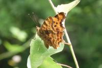 Polygonia c-album
