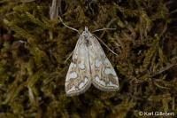 Elophila nymphaeata