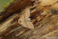Malacosoma neustria