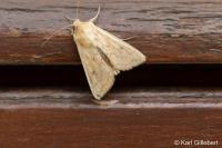 Mythimna vitellina