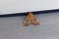 Scoliopteryx libatrix