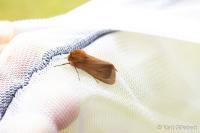 Phragmatobia fuliginosa